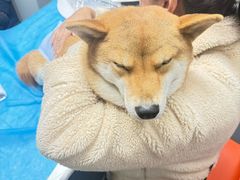 -伟伟宠物医院·CT影像中心·瑞派犬猫综合性门诊(汉口总院)