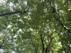 -佛手湖郊野公园