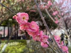 -洋湖国家湿地公园