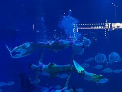 -烟台海昌鲸鲨海洋公园