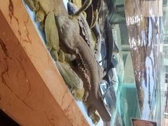 android_upload_pic-旺顺阁海鲜广场(亚运村店)