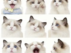 -汪喵宠物医院·骨科心脏影像·犬猫急重症ICU诊疗中心(成华分院)