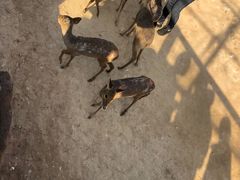 -泉州海丝野生动物世界