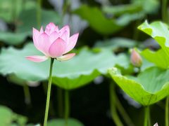 -荔湾湖公园