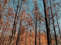 -梅峰山地公园