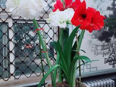 -石家庄市植物园