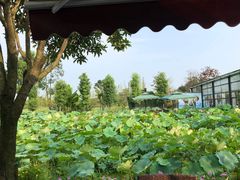 -洪湖家庭农场·团建·露营·会议