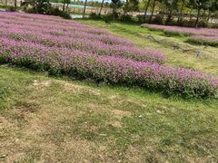 -亚龙湾国际玫瑰谷