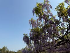 -嘉定紫藤园