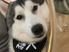 -Husky Go! 哈士奇体验馆·宠物咖啡厅狗咖