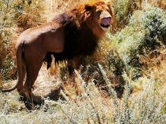 -新疆天山野生动物园