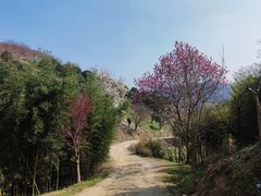 -新建村梅花