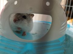 -钓仓鼠(洋桥北里小区店)