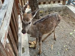 -石家庄市动物园