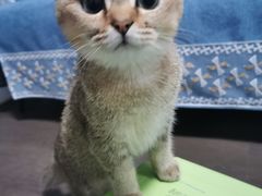 -爱佳宠物中心医院24H·CT·骨外科·猫专科(瑶海万达店)