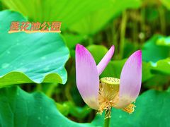 -莲花池公园