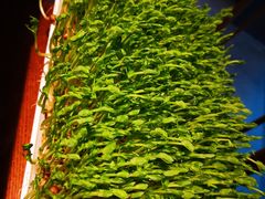 活豆苗-湊湊火锅·茶憩(上海合生汇店)