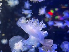 -太平洋海底世界