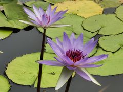 -国家植物园南园