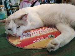 -喵喵咪呀布偶猫咖(春熙路店)