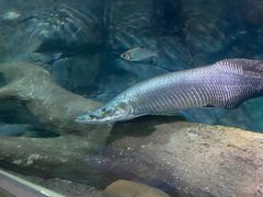 -上海海洋水族馆