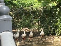 -丽泽山庄·生态怀柔菜·虹鳟鱼(红螺寺店)