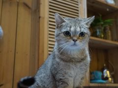 -猫色咖啡·猫咖