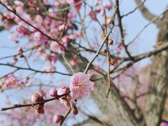 -梅花山(明孝陵内)