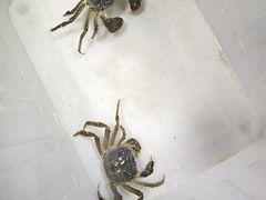 -祥鹤龙虾螃蟹
