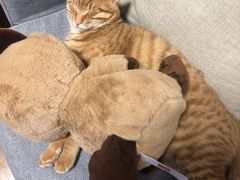-艾贝尔宠物医院·24H转诊中心·肿瘤猫专科(江宁双龙店)