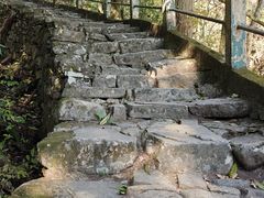 -天目山大树王景区