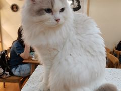 -滚猫咖啡·猫咖·猫友好撸猫(未来城店)