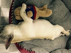 -爱宠屋pet shop·宠物洗澡·宠物美容