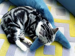 -猫大福·Fortune Cat猫舍(百子湾店)