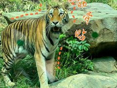 -红山森林动物园