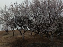 -北京西山国家森林公园