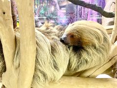 -正佳雨林生态植物园