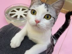 -爪爪喵星球·猫舍(前海卓越店)