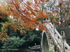 -深圳仙湖植物园