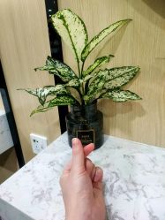-倾城护肤造型