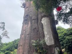 -青青世界