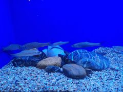 -上海海洋水族馆