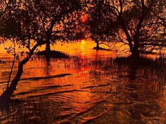 -宝安西湾红树林湿地公园