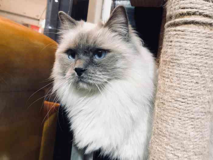 猫陛下精品咖啡&猫舍catcoffee(明发广场店)-"中影对面的店,看名字是