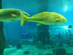 -北戴河圣蓝海洋公园