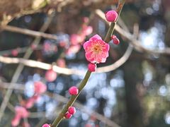 -玉苍山国家森林公园