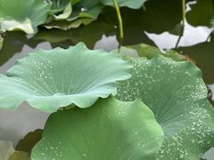 -宜兴龙背山森林公园