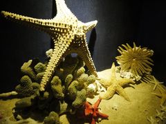 -亚龙湾中心广场·贝壳馆