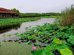 -荷塘月色湿地公园·向阳花洲