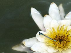 -野鸭湖国家湿地公园